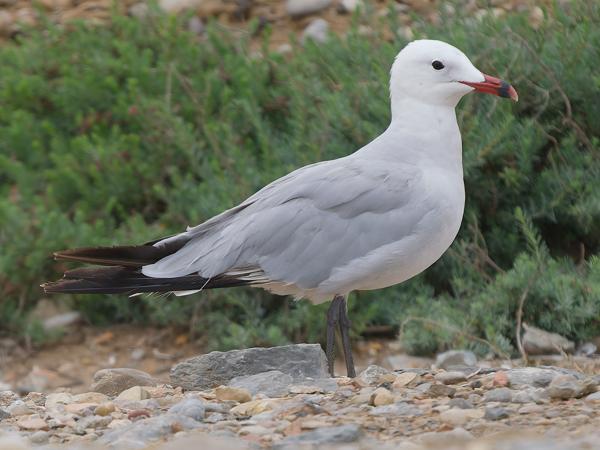 <h3><a href="/trips/marokko/biota/animalia/chordata/aves/024 charadriiformes/017 laridae/ichthyaetus audouinii/ichthyaetus audouinii-nl.html">Ichthyaetus&nbsp;audouinii</a> / Audouin's&nbsp;gull / Audouins&nbsp;meeuw</h3>OM-1 Mark II met OLYMPUS M.150-400mm F4.5, 1/2000 sec  bij F4.5, ISO 500, afstand 30.4&nbsp;m